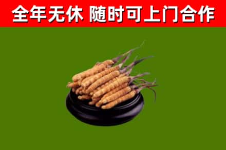 延安市回收散虫草