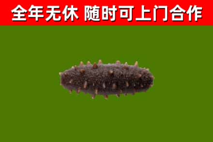 延安市回收海参干